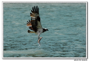 廣興魚鷹的捕魚飛技