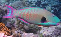 鸚哥魚。圖片來源：Wikipedia