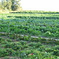 不同種類蔬菜的有機栽種。圖片來源：Wikipedia