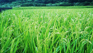 提高農人自由度 再造米食文化。圖片來源﹕黎旭瀛、陳惠雯