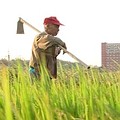跟著83歲老農夫走在田埂上，可以充分體會農村的節奏