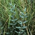 菊屬植物South Texas ambrosia；又叫South Texas ragweed，是幾近絕種的種類。圖片來源﹕Texas Parks and Wildlife