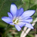 阿里山龍膽為台灣特有種，多年生草本植物，植株細小花朵碩大，藍得發紫，陽光下格外耀眼