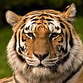 生存於印度國家公園的老虎 (圖片來源 : Anup Jinda)