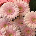 1972年，台灣花卉開始銷往日本市場，菊花切花為主力外銷花種
