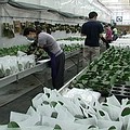蘭花的大量生產，必須依賴組織培養的分生苗