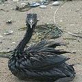 科赤海峽中受油污波及的鳥隻。圖片來源：Greenpeace