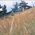 圖一B、高山芒形成的高山草原。圖片來源：基因生萬物