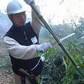 台灣環境資訊協會秘書長陳瑞賓正以鋸子在將竹葉砍去