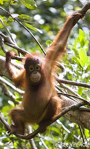 紅毛猩猩受森林砍伐喪失棲地而面臨滅絕；圖片來源：Greenpeace，Natalie Behring攝