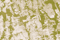 2006年同一地區雨林的衛星影像，顯示雨林迅速消失