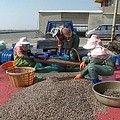 台西海堤防內是一大片文蛤養殖區