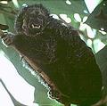 亞馬遜森林中一種瀕危靈長類。圖片來源：Reserva Communal Tamshiyacu-Tahuayo, 雨林保護基金會
