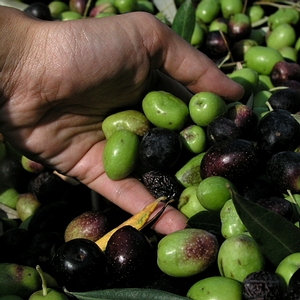 橄欖果實成熟候轉為紫黑色，很像加州常見的黑葡萄
