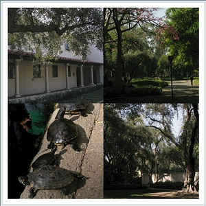 校園角落景緻：Olive Walk旁的宿舍；開花的美人樹與翠綠的Golden Wonder；橄欖樹花園；排隊做日光浴的烏龜們