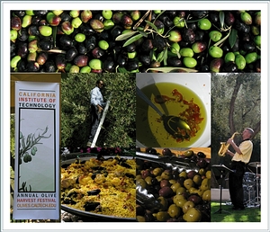 橄欖慶典小鏡頭：豐收的橄欖；慶典logo；努力採收的園丁；浸泡日曬蕃茄的橄欖油讓人試吃；熱騰騰的西班牙海鮮烤飯；醃橄欖；爵士樂演奏