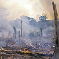 亞馬遜森林中正在燃燒的林木。圖片來源： NASA