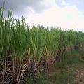 甘蔗可以用來生產酒精；圖片來源：Wikipedia