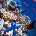 珊瑚礁的生物多樣性。圖片來源：Wikipedia