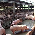 全台灣豬隻共700萬頭；圖片來源：我們的島