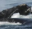 北大西洋露脊鯨。圖片來源：新英格蘭水族館