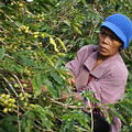 咖啡農婦。圖片來源：吳子鈺