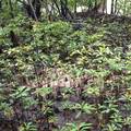 在没有人為干擾的環境下，紅樹林的小苗就可以自然的更新。圖片來源：基因生萬物