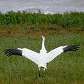 阿蘭薩斯國家野生動物保護區裏頭的美洲鶴，已被列為瀕危物種。圖片來源：TPWD