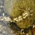 東西嶼坪潮間帶生物：灰蛇錨參。圖片來源：蔡慧敏