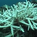 台灣墾丁及離島沿岸珊瑚或呈白化，或受外物感染，已透露出海洋生態失衡的警訊；圖片來源：我們的島