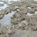 粗暴的施工方式，讓萬年成形的桃園觀音藻礁毀於一旦；圖片來源：我們的島