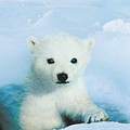 北極熊幼獸