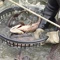 林邊區漁會的石斑魚