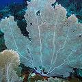 美麗的珊瑚生態。圖片來源：CCRI