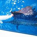 邁阿密旗魚錦標賽中被釋放的旗魚；圖片來源：Reel Style Fishing Charters