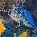 考祖梅沿海瀕臨生存危機的玳瑁(圖片來源：ENS；攝影：Simone Rossini)