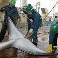 日本工作人員在捕鯨船上測量一隻小鬚鯨的尾巴；圖片來源：Institute of Cetacean Research