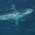 美國加州海岸水域的藍鯨
