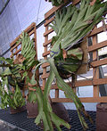 溫室中巨大的鹿角蕨收藏