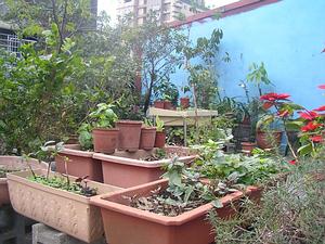 臺北家裡的屋頂菜園。圖片來源：Ting