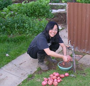 澳洲阿德雷得家庭菜園，收成馬鈴薯。圖片來源：Ting