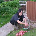 澳洲阿德雷得家庭菜園，收成馬鈴薯。圖片來源：Ting