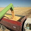目前玉米為生產乙醇的重要原料。圖片來源：ENS