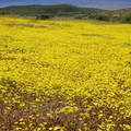 志工陳維婷附上南加州沙漠春天野花盛放的照片，與大家分享萬物復甦的喜悅。 