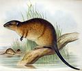 澳洲水鼠。圖片來源：Wiki
