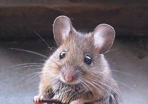 小家鼠；圖片提供：Wikipedia