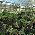 保種於溫室中的蕨類植物