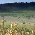 威斯康辛州的玉米田。圖片來源：ENS