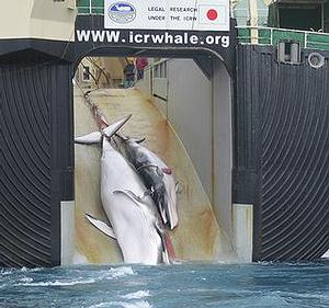 二隻死亡鯨魚被拖上日本捕鯨船。圖片來源：澳洲海關。