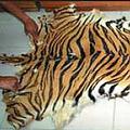 在印尼非法的虎皮。圖片來源：TRAFFIC
